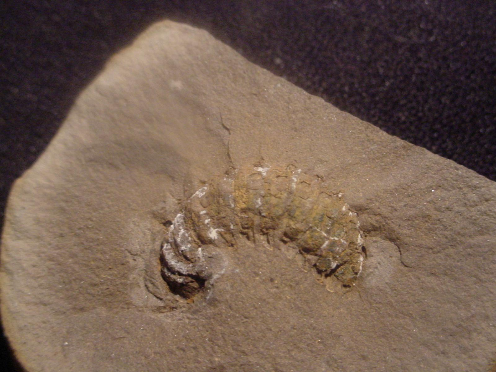 Amynilyspedida fossil pill millipede