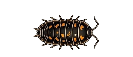 Juvenile stage