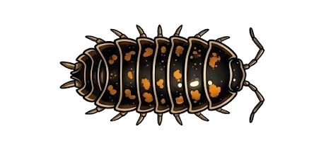 Sub-adult stage