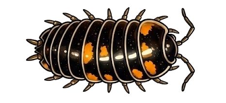 Glomeris millipede dorsal view
